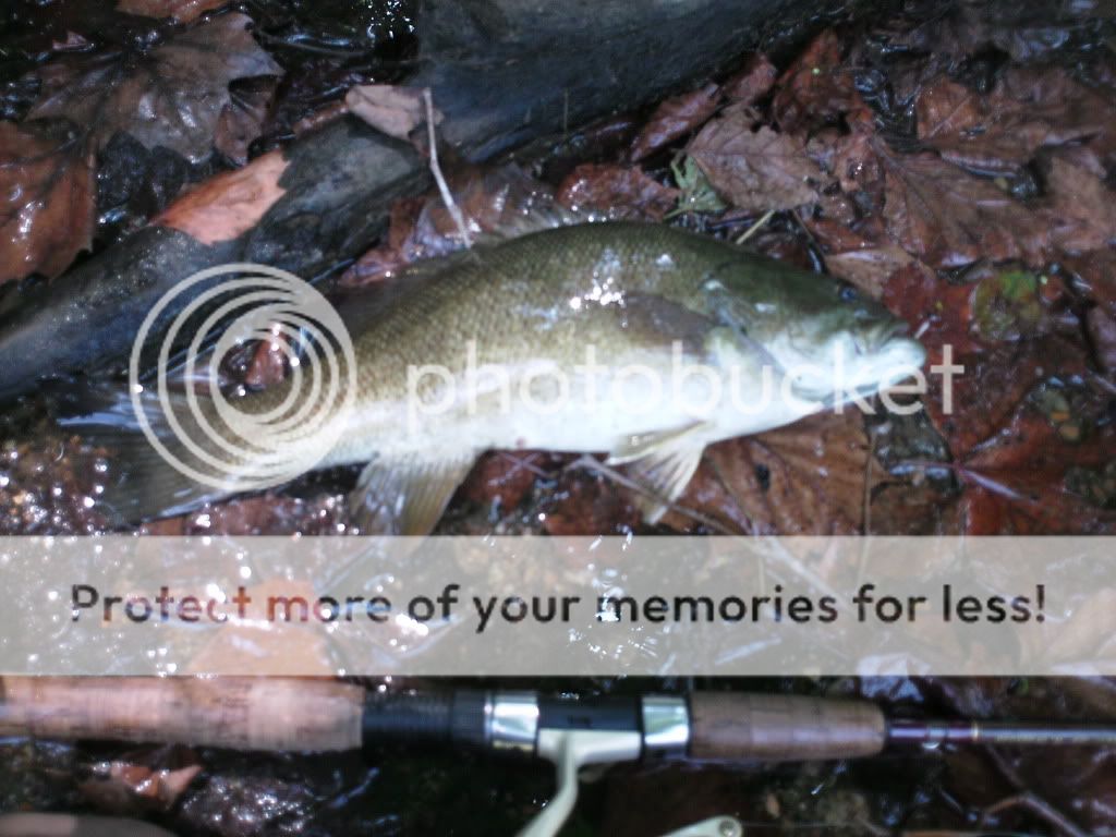 LMBpics052.jpg