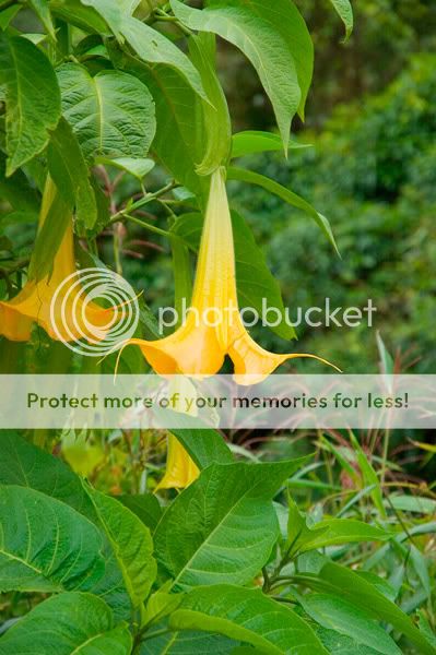 Chiang Mai - Пукет - Пи-Пи - Симилианы. Много фото.