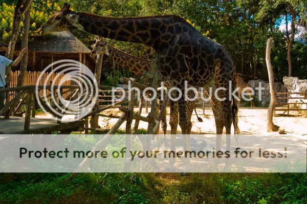 Chiang Mai - Пукет - Пи-Пи - Симилианы. Много фото.