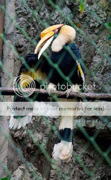 Chiang Mai - Пукет - Пи-Пи - Симилианы. Много фото.