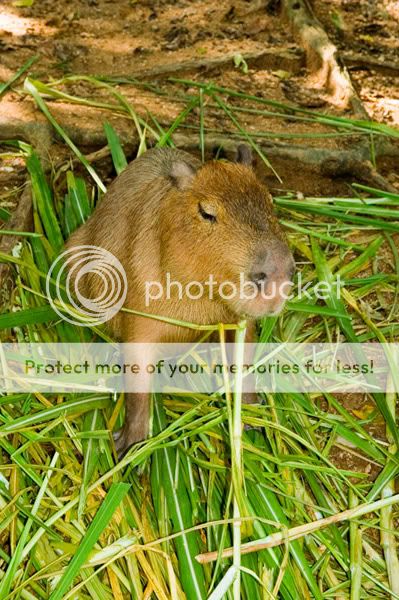 Chiang Mai - Пукет - Пи-Пи - Симилианы. Много фото.