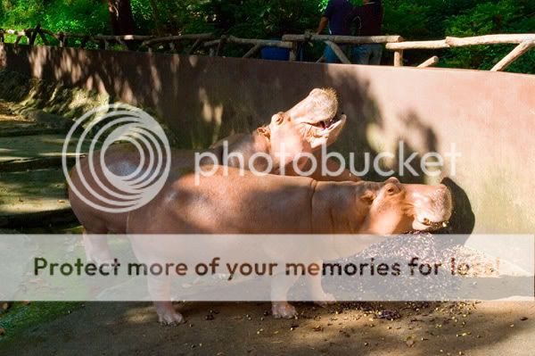 Chiang Mai - Пукет - Пи-Пи - Симилианы. Много фото.