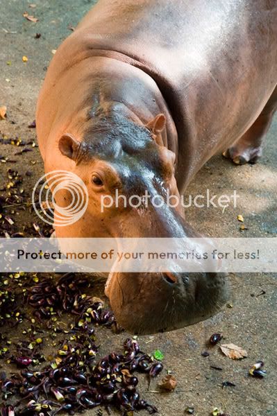 Chiang Mai - Пукет - Пи-Пи - Симилианы. Много фото.