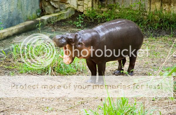 Chiang Mai - Пукет - Пи-Пи - Симилианы. Много фото.