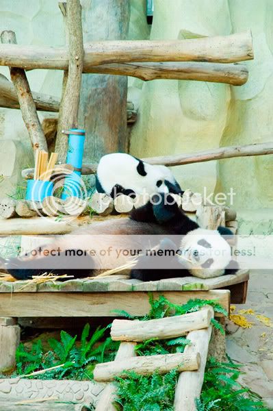 Chiang Mai - Пукет - Пи-Пи - Симилианы. Много фото.