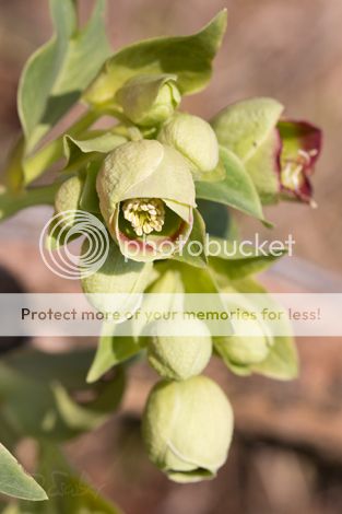 Helleborus foetidus, detalle de las flores, foto P. Escobar