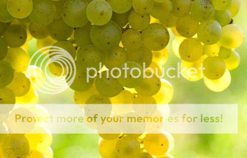 uvas Grüner Veltliner/ Grüner Veltliner Grapes uvas Grüner Veltliner/ Grüner Veltliner Grapes