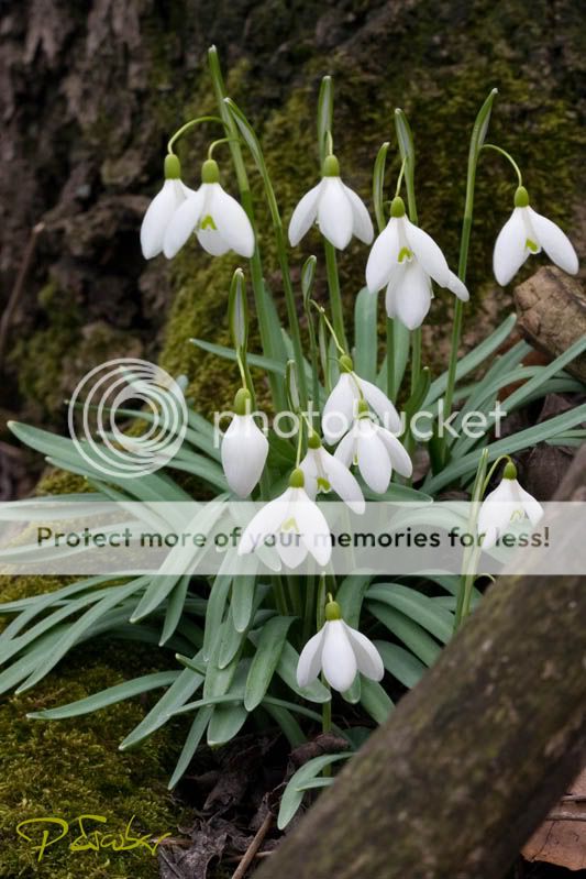 Galanthus nivalis (Schneegloeckchen), Stopfenreuther Au, Naturpark Donau-Auen - Campanilla de invierno en Stopfenreuther Au, Parque Nacional Donau-Auen, Viena. Photo by Pedro Escobar Garcia Galanthus nivalis (Schneegloeckchen) blühen im Marz im Naturpark Donau-Auen. Photo by Pedro Escobar Garcia