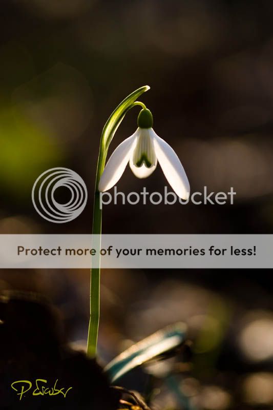 Galanthus nivalis (Schneegloeckchen), Stopfenreuther Au, Naturpark Donau-Auen - Campanilla de invierno en Stopfenreuther Au, Parque Nacional Donau-Auen, Viena. Photo by Pedro Escobar Garcia Galanthus nivalis (Schneegloeckchen) blühen im Marz im Naturpark Donau-Auen. Photo by Pedro Escobar Garcia