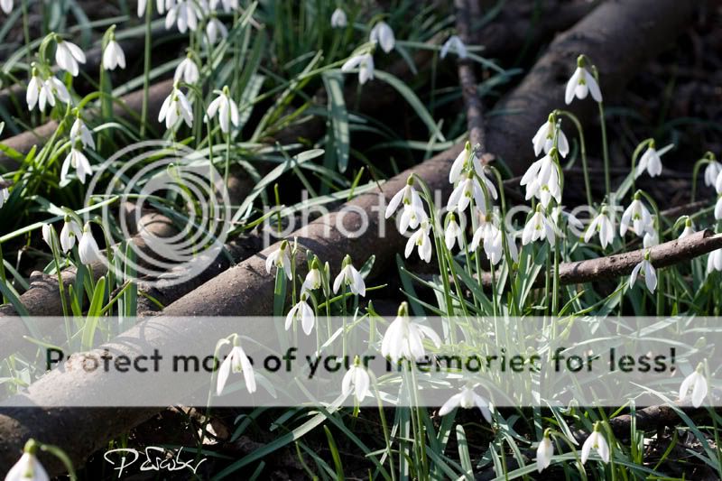 Galanthus nivalis (Schneegloeckchen) en Obere Lobau, Wien - Campanilla de invierno en Obere Lobau, Viena. Photo by Pedro Escobar Garcia Galanthus nivalis (Schneegloeckchen) blühen im Marz in der Lobau. Photo by Pedro Escobar Garcia