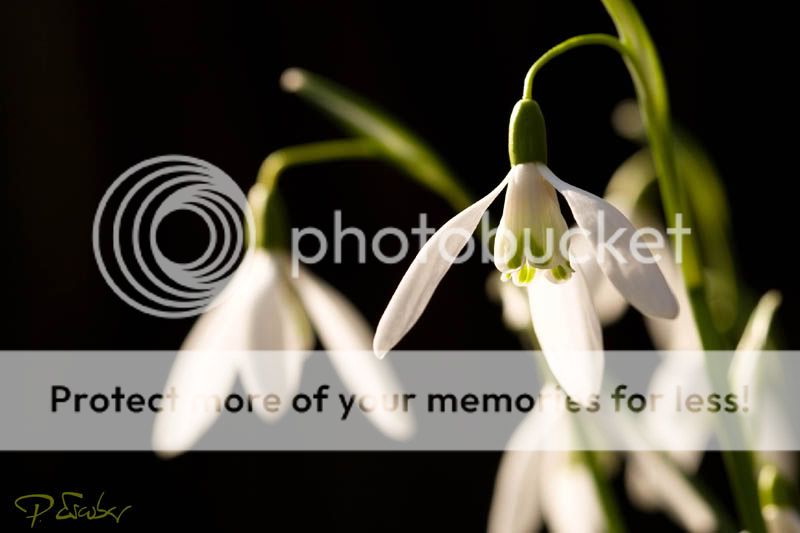 Galanthus nivalis (Schneegloeckchen) en Obere Lobau, Wien - Campanilla de invierno en Obere Lobau, Viena. Photo by Pedro Escobar Garcia Galanthus nivalis (Schneegloeckchen) blühen im Marz in der Lobau. Photo by Pedro Escobar Garcia