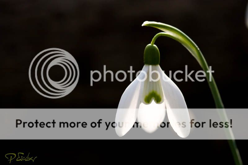Galanthus nivalis (Schneegloeckchen) en Obere Lobau, Wien - Campanilla de invierno en Obere Lobau, Viena. Photo by Pedro Escobar Garcia Galanthus nivalis (Schneegloeckchen) blühen im Marz in der Lobau. Photo by Pedro Escobar Garcia