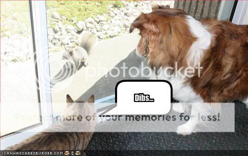 Dibs on the squirrel